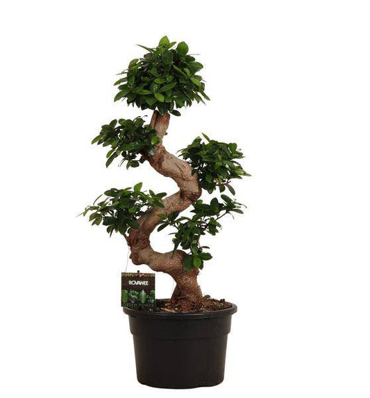 Chinesische Feige – Ficus Microcarpa Ginseng – Zimmerbonsai ca. 80–110cm hoch – Ø23cm – Bonsai-Baum für Wohnzimmer, Büro & Wintergarten 