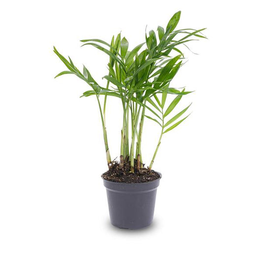 Salonpalme – Chamaedorea elegans 'baby' – Zimmerpflanze – Terrarienpflanze – Ø6 cm – Pflegeleicht & luftreinigend – Helles Plätzchen ohne direkte Sonne 