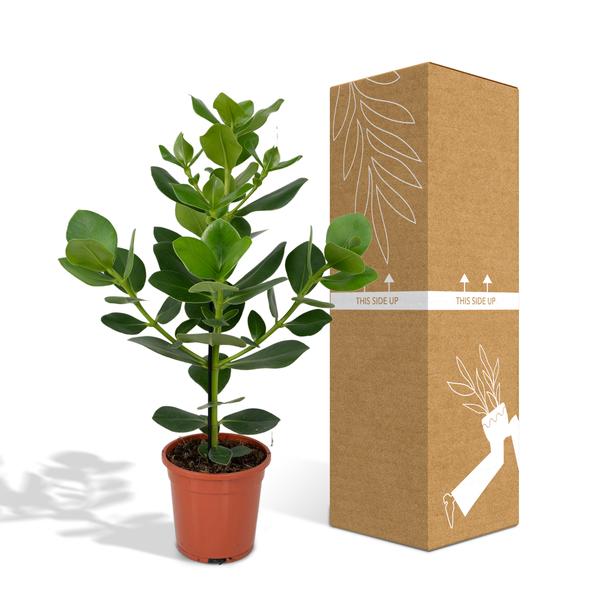 Balsamapfel - Clusia Rosea Princess - Zimmerpflanze - Ø17cm - ↕60cm