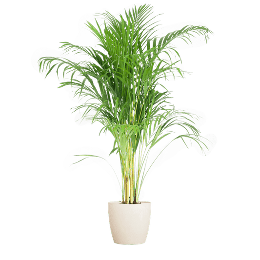 Areca-Palme Dypsis Goldfruchtpalme – Zimmerpflanze ↕100cm Ø21cm – Mit Viber Topf Weiß – Luftreinigende Tropenpflanze für Wohnzimmer & Büro – Nachhaltig & dekorativ 