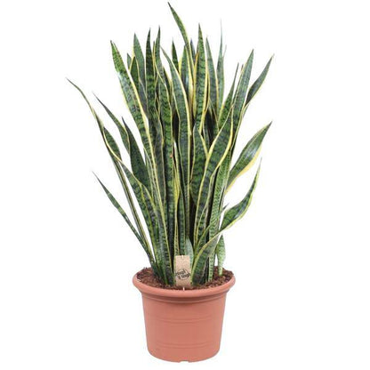 Bogenhanf - Sansevieria Laurentii - Zimmerpflanze - 100cm - ø35cm