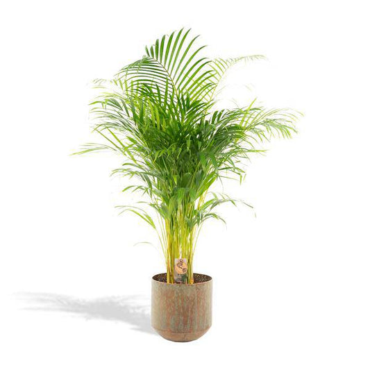 Areca-Palme mit Topf - ↨130cm - Ø24cm - Oasis of Life