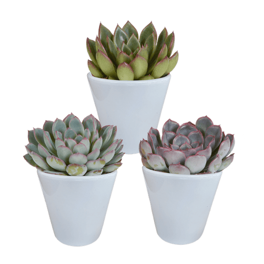 Steinrose - Echeveria-Mischung - 8,5 cm - 3 Stück - Zimmerpflanze - Sukkulente - im weißen Topf 
