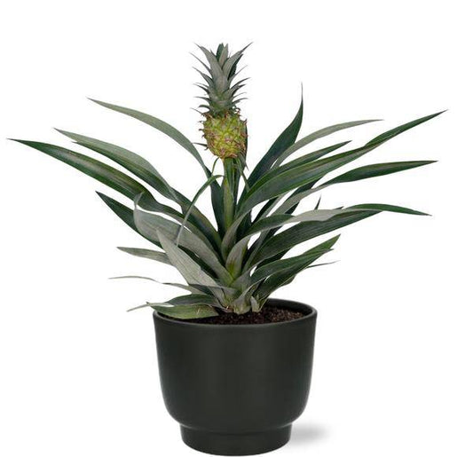 Bromelia Ananas – Ananaspflanze – Zimmerpflanze – Ø12 cm – 30 cm hoch – inkl. Potenza Topf Schwarz Ø13x11 cm – tropisch, dekorativ, pflegeleicht 