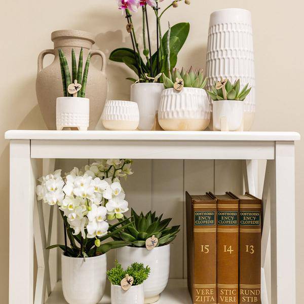Blumentopf glasiert - Weißer Keramik-Ziertopf mit Glanz - Ø12cm - Oasis of Life