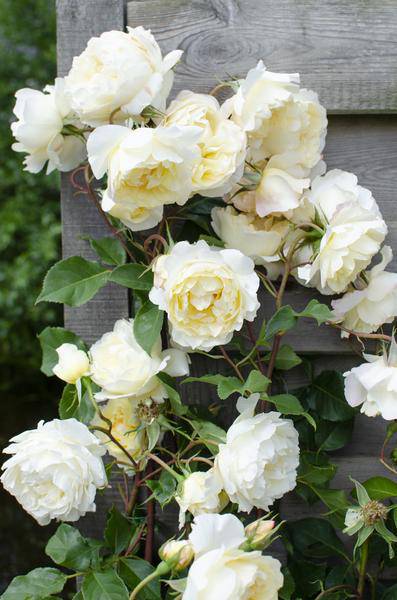 Rose - Rosa Crazy in love 'Vanilla' - Creme-Rose - Ø15cm - ↕65cm 