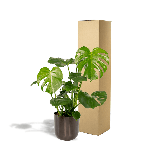 Köstliches Fensterblatt - Monstera Deliciosa + Topf Mayk Blei - Zimmerpflanze - ↨80cm - Ø21cm