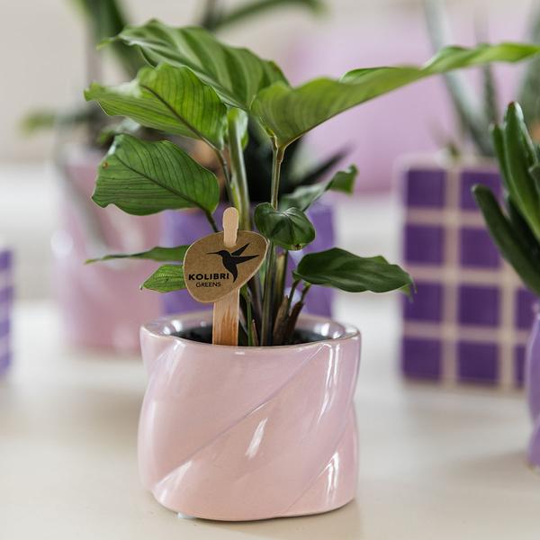 Candy Dekotopf Rosa – Ø6cm – Runder Keramik Blumentopf – Moderner Mini Blumentopf für Orchideen & kleine Zimmerpflanzen – Dekoration für Wohnzimmer, Küche & Büro 