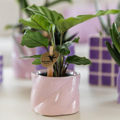 Candy Dekotopf Rosa – Ø6cm – Runder Keramik Blumentopf – Moderner Mini Blumentopf für Orchideen & kleine Zimmerpflanzen – Dekoration für Wohnzimmer, Küche & Büro 