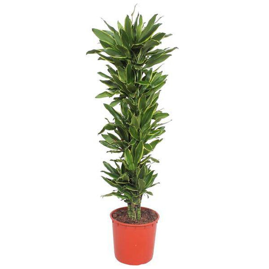 Drachenbaum - Dracaena Golden Coast - Zimmerpflanze - 200cm - ø34cm 
