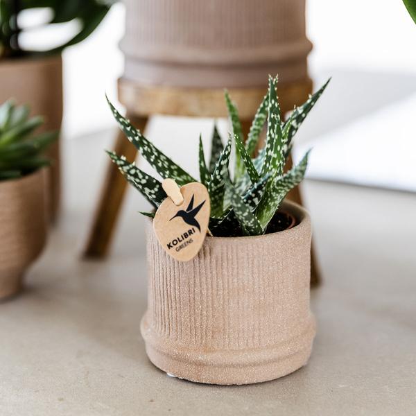 Bali Dekotopf - Sand - Ø6cm 