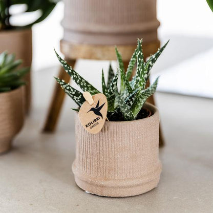 Bali Dekotopf - Sand - Ø6cm 