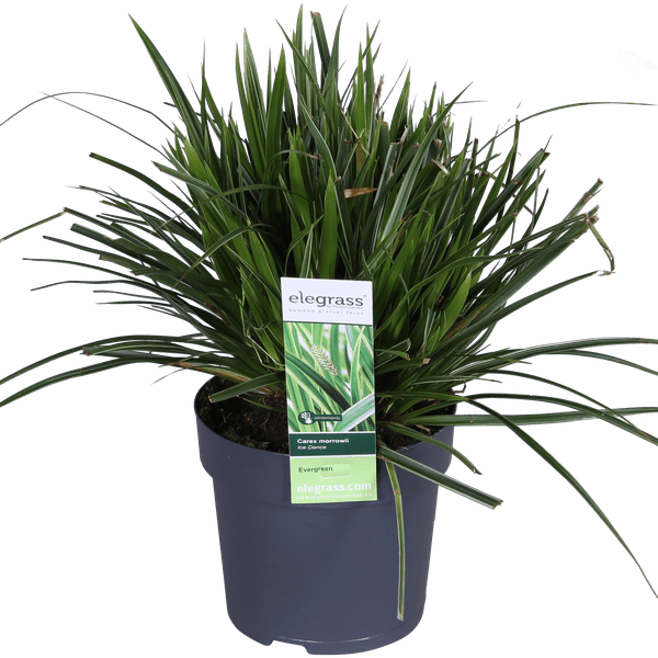 Japan-Segge - Carex morrowii 'Icedance' - ↨30cm - Ø14cm - 3 Stück