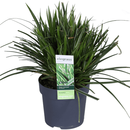 Japan-Segge - Carex morrowii 'Icedance' - ↨30cm - Ø14cm - 3 Stück