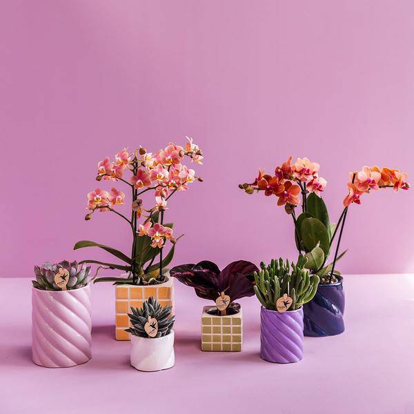 Candy Dekotopf – Hoch – Rosa – Ø9cm – Keramik Übertopf – Runde Form – Farbenfrohes Design – Für Zimmerpflanzen & Orchideen 