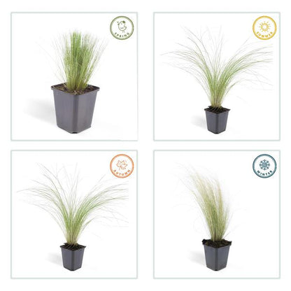 Stipa tenuissima 'Pferdeschwänze' – 40 Pflanzen – Federgras – Ziergras – Luftig & Graziles Gras – Blüht Mai–September – Sonniger Standort