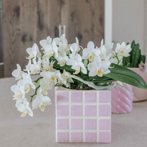 Mosa Ziertopf - Rosa - Ø9cm 