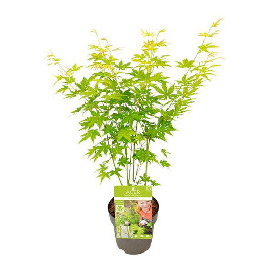 Japanischer Fächerahorn - Acer palmatum Going Green - Zimmerpflanze - Ø15cm - ↕30cm