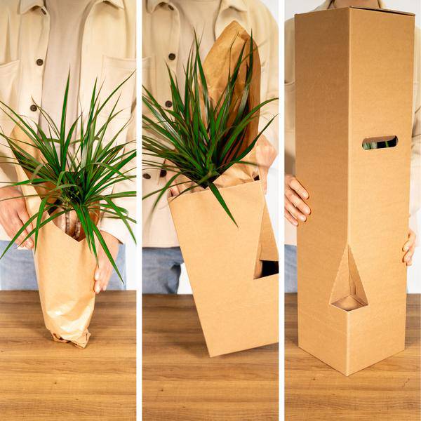 Überraschungsbox - Ø12cm - ↕25cm - 8 Pflanzen