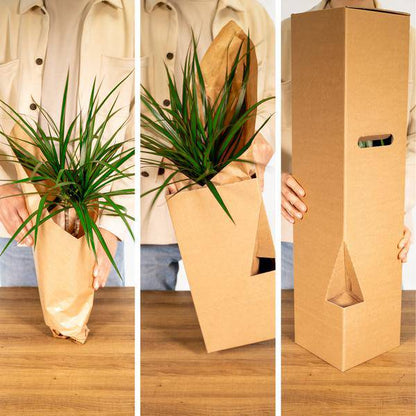 Überraschungsbox - Ø12cm - ↕25cm - 8 Pflanzen