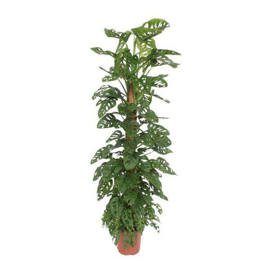 Fensterblatt – Monstera Monkey Leaf – Zimmerpflanze am Moosstock – ca. 180cm Höhe – Ø27cm – tropische Rankpflanze für Innenräume 