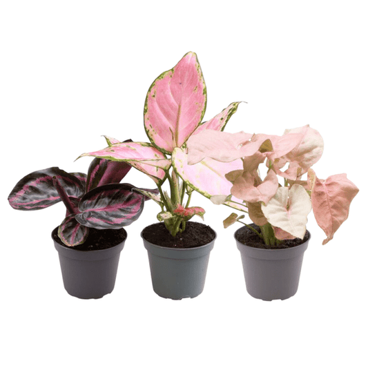 Pflanzenmix 3er-Set – Aglaonema Rote Valentine, Aglaonema Roter Zirkon & Calathea Roseopicta Rosey – Zimmerpflanzen im Topf – Pflegeleichte, dekorative Indoor-Pflanzen 