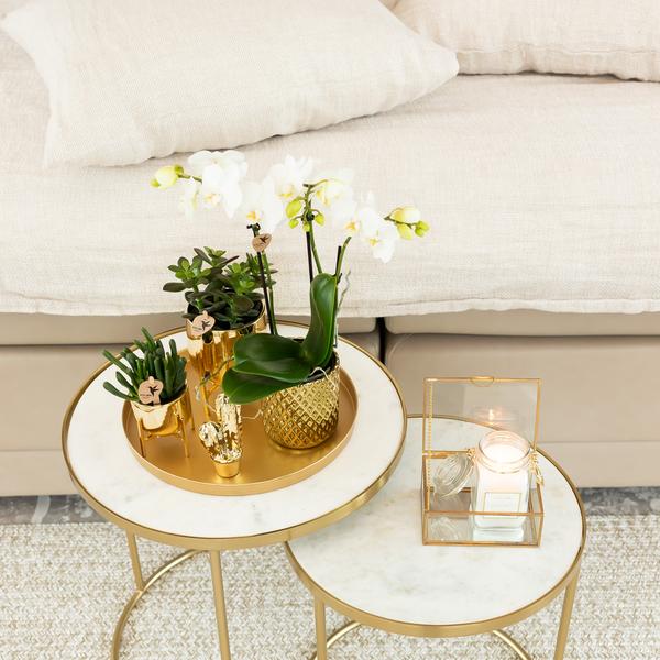 weiße Phalaenopsis-Orchidee - Amabilis + Diamant-Dekotopf gold - Topfgröße Ø9cm - 40cm hoch | blühende Zimmerpflanze im Blumentopf - frisch vom Züchter - Oasis of Life