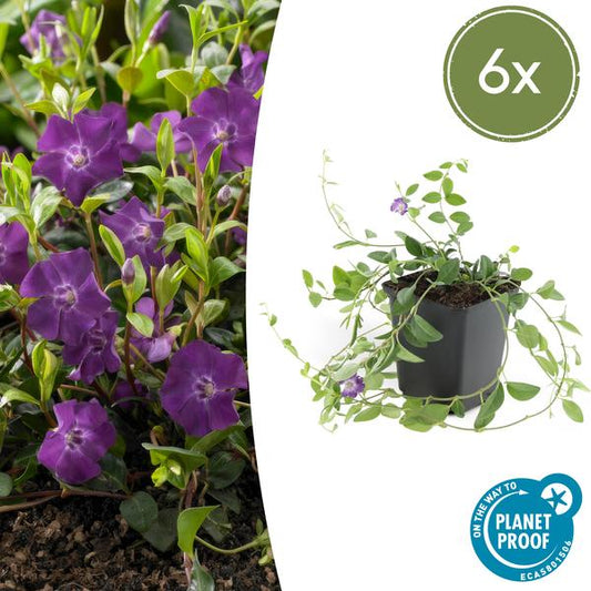 Immergrün - Vinca minor 'Atropurpurea' - ↕10-25cm - Ø9cm - 6 Pflanzen – Bodendecker mit lila Blüten – Sonne & Halbschatten – Pflegeleicht