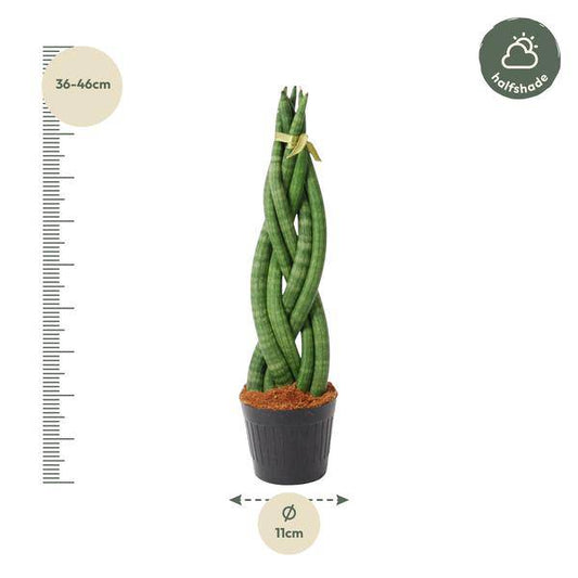 Sansevieria cylindrica Twist - Bogenhanf - Zimmerpflanze - ↕40 cm - ø10,5cm