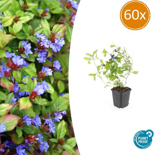 Kriechende Hornnarbe Ceratostigma plumbaginoides – 60 Pflanzen – ↕10-25cm – Ø9cm – Bodendecker mit blauen Blüten – Winterhart & pflegeleicht – Sonne & Halbschatten