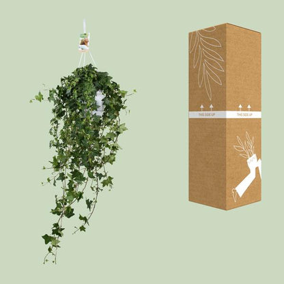 Hedera Helix Pitsburg - Hängepflanze - Zimmerpflanze - Ø17cm