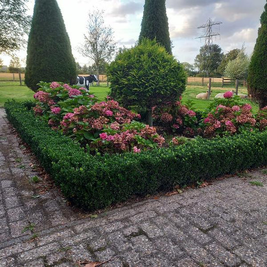 Japanischer Spindelstrauch Euonymus japonicus 'Grüne Turmspitze' – 40 Pflanzen – ↕10-25cm – Ø9cm – Immergrün & Kompakt – Buchsbaum-Ersatz – Für Hecken, Beete & Solitär