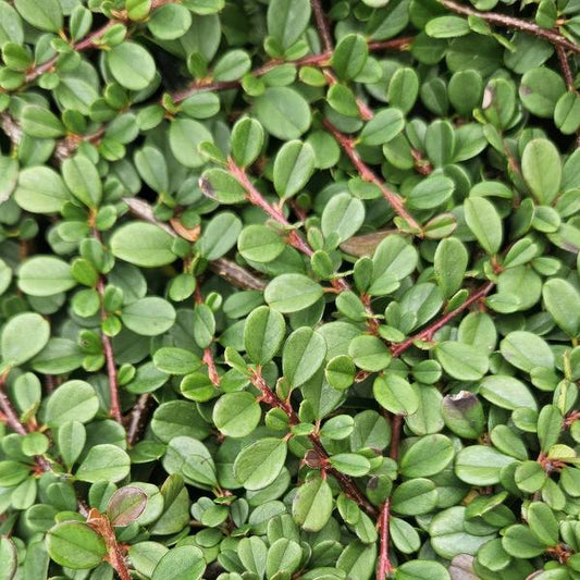 Zwergmispel Cotoneaster prostratus 'Streib's Findling' – ↕10-25cm – Ø9cm – 20 Pflanzen – Robuster Bodendecker – Weiße Blüten & rote Beeren – Sonne & Schatten – Pflegeleicht