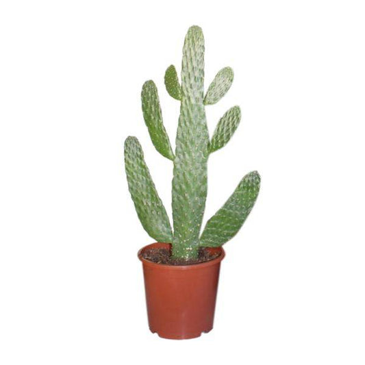 Feigenkaktus - Opuntia Consolea - Zimmerpflanze - Ø17cm - ↕55cm