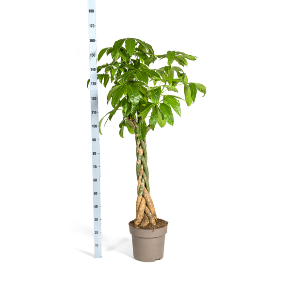 Pachira Aquatica Ø30cm - ↕170-180cm - Oasis of Life