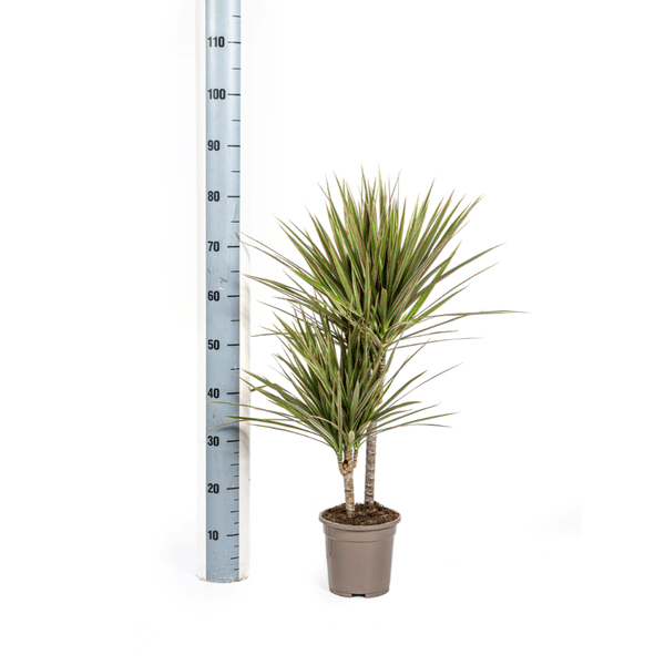 Dracaena Marginata Bicolor Ø17cm - ↕60cm - Oasis of Life
