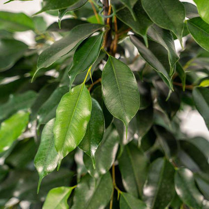 Birkenfeige - Ficus benjamina Danielle - Zimmerpflanze - Ø21cm - ↕95cm + Topf Mayk Blei