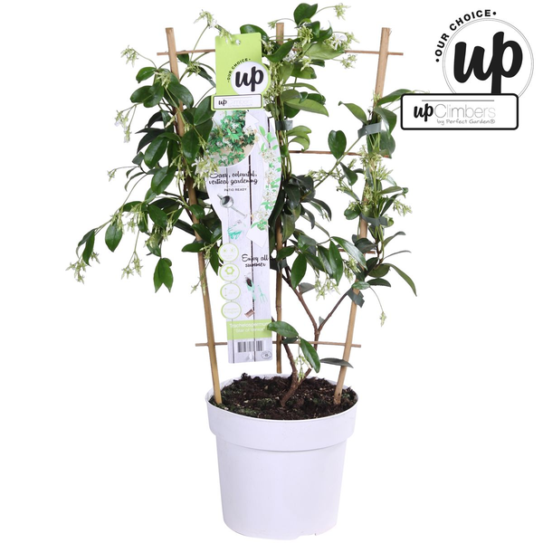 Sternjasmin - Trachelospermum 'Star of Venice' - Toskanischer Jasmin Weiß - Ø15cm - ↕65cm