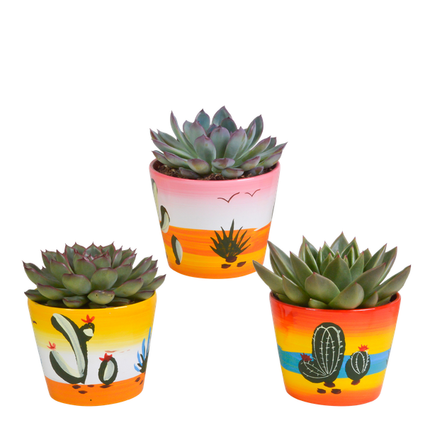 Steinrose - Echeveria Mix - Zimmerpflanze - 10,5 cm - 3 Stück - im Mexicaanse Topf