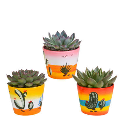 Steinrose - Echeveria Mix - Zimmerpflanze - 10,5 cm - 3 Stück - im Mexicaanse Topf