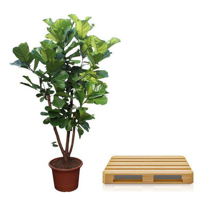 Geigen-Feige - Ficus Lyrata - Zimmerpflanze - 240cm - ø50cm