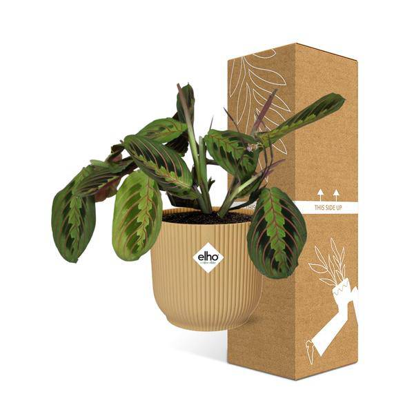 Pfeilwurz - Maranta Leuconeura 'Fascinator' Tricolor - Zimmerpflanze + Topf Vibes Fold 14cm Gelb