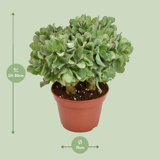 Crassula Arborescens Undulatifolia – Silberdollar-Pflanze – Zimmerpflanze im Ø15 cm Topf – ca. 21 cm hoch – Pflegeleichte Sukkulente mit einzigartigen, gewellten Blättern 