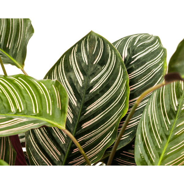 Calathea Ornata Sanderiana – Korbmarante – Zimmerpflanze Ø27cm – ↕60-80cm – Tropische Innenpflanze mit pinken Streifen – Pflegeleicht & dekorativ 