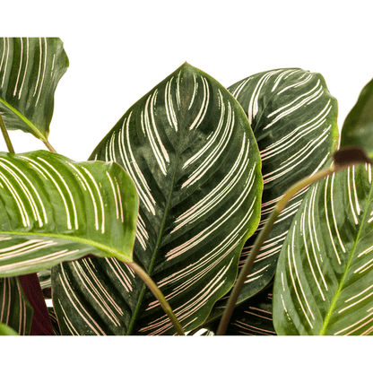 Calathea Ornata Sanderiana – Korbmarante – Zimmerpflanze Ø27cm – ↕60-80cm – Tropische Innenpflanze mit pinken Streifen – Pflegeleicht & dekorativ 