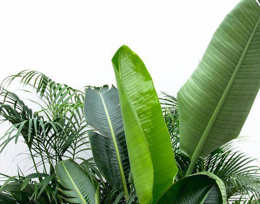 Vorteilspaket XXL - Kentia 200 cm, Strelitzia Nicolai 225 cm, Areca 200 cm 