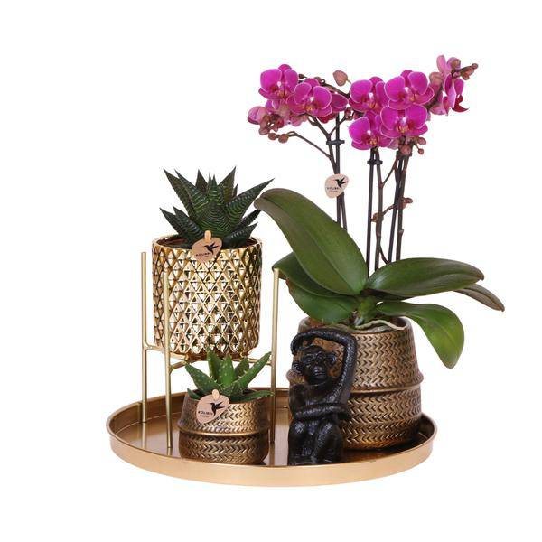 Komplettes Pflanzenset Hotel Chic - flieder | Grünpflanzen mit fliederfarbener Phalaenopsis-Orchidee inkl. Keramik-Ziertöpfe und Zubehör - Oasis of Life