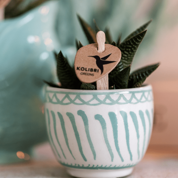 Topf Granada - Türkis - Ø6cm 