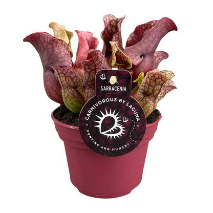 Schlauchpflanze - Sarracenia - Zimmerpflanze - Ø12cm - ↕20cm 