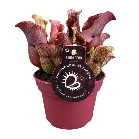 Schlauchpflanze - Sarracenia - Zimmerpflanze - Ø12cm - ↕20cm 